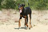 DOBERMANN 787